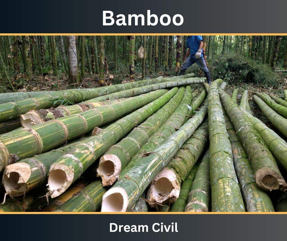 Bamboo 