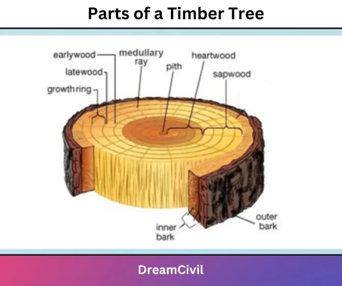 Parts of a Timber Tree