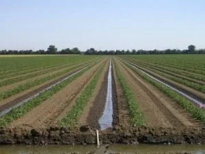 furrow irrigation