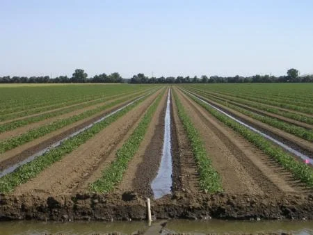 furrow irrigation