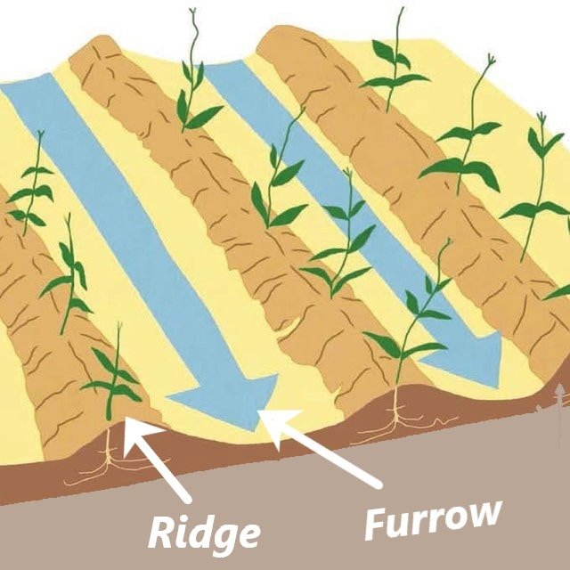 Furrow Irrigation How To Construct & Maintain Furrow ? ( Pros & Cons)