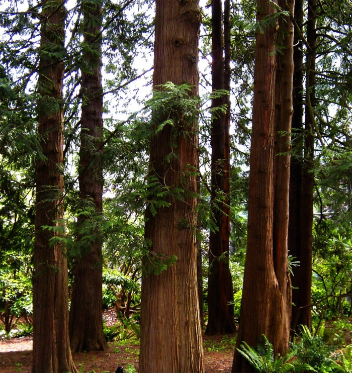 wastern cedar wood