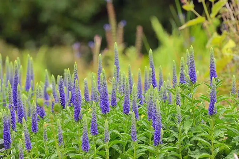 Spiked Speedwell (Veronica spicata 'Royal Candles')