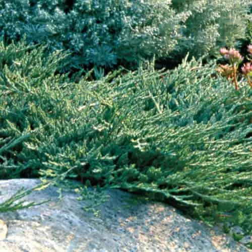Blue Rug Juniper (Juniperus horizontalis 'Wiltonii')