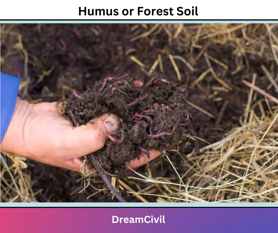 Humus or Forest Soil