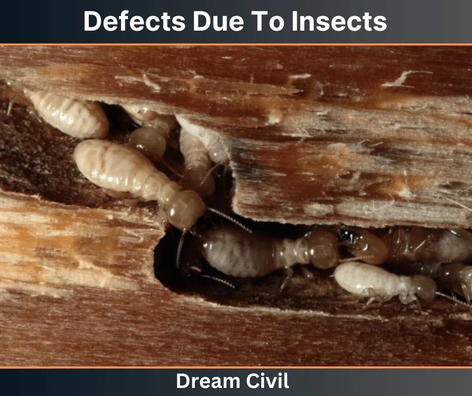 Defects Due To Insects